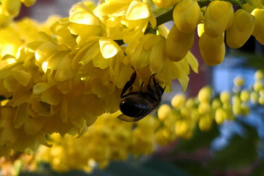 Abella de la mel (Apis mellifera)  pol·linitzant una flor de  .Imatge: Pau Guzman.