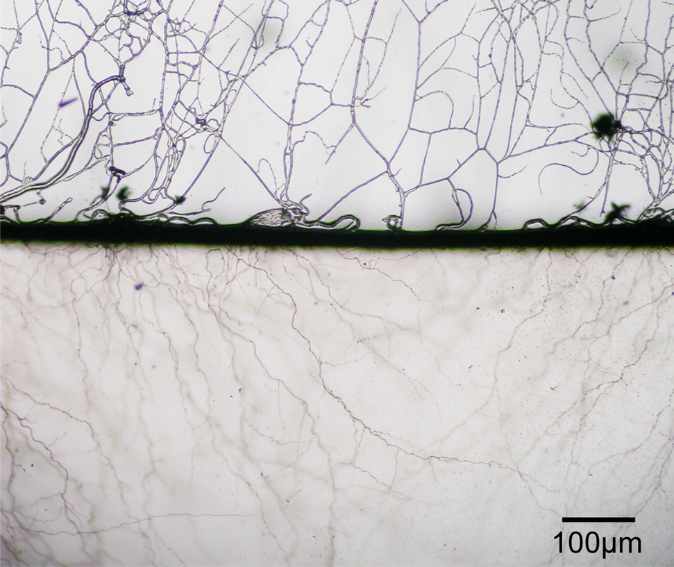 Imagen de microscopía de las hifas del hongo Aspergillus niger. Imagen: Wikipedia Commons.