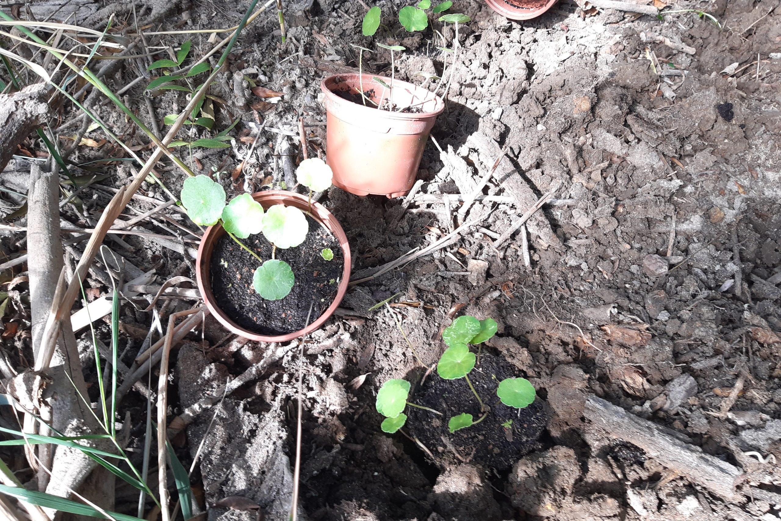 Ejemplares de sombrerillos de agua siendo plantados. Fuente: Ramon Fortià.