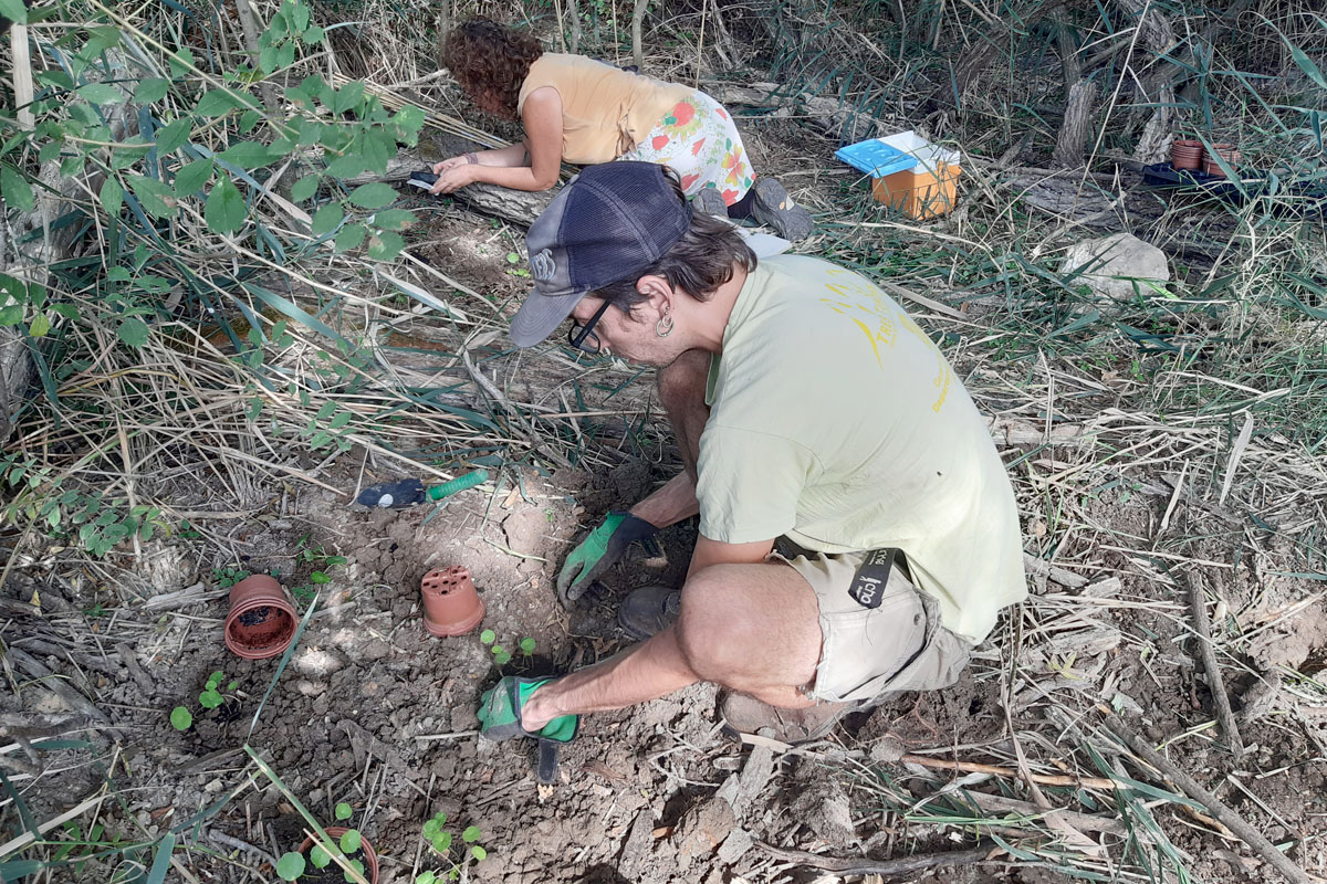 Sandra Saura, investigadora del CREAF i un col·laborador plantant i prenent les dades als exemplars de capell d’aigua (Hydrocotyle vulgaris) acabats d’ensotar en una de les vores de la zona d’aigües permanents de l’estany de Boada. Font: Ramon Fortià.