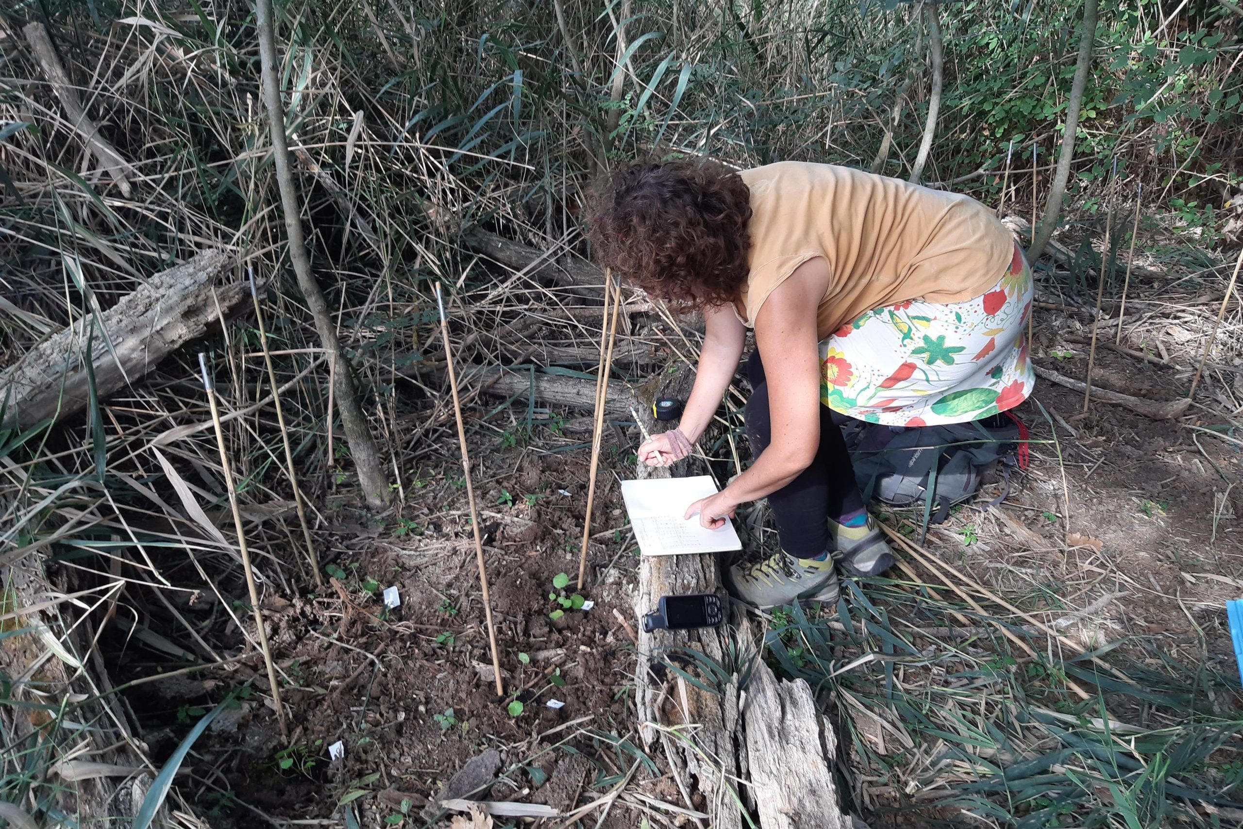 Sandra Saura, investigadora del CREAF tomando los datos a los ejemplares de sombrerillo de agua (Hydrocotyle vulgaris) acabados de ensotar en una de los bordes de la zona de aguas permanentes del estanque de Boada. Fuente: Ramon Fortià.