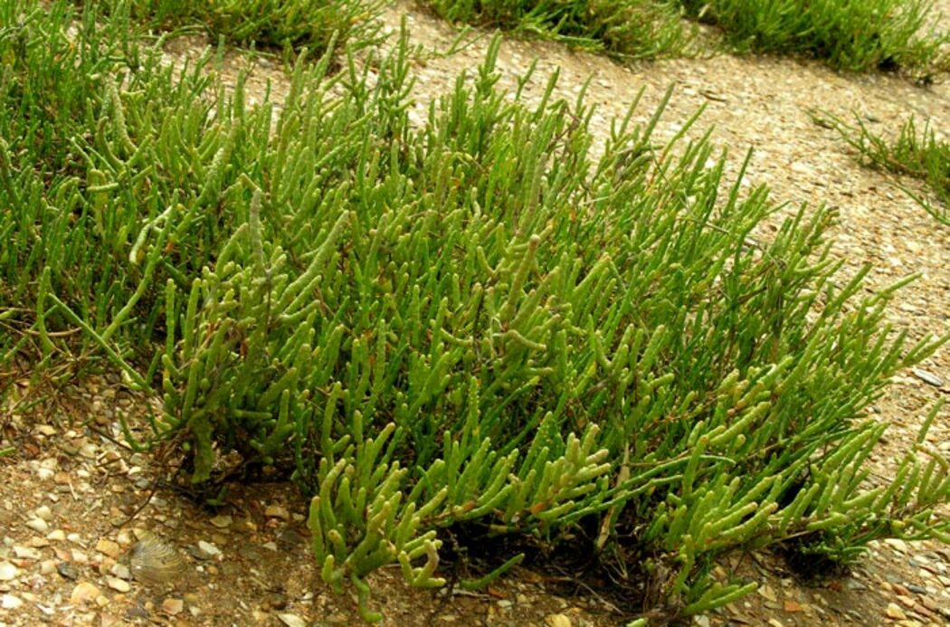 Ejemplar de Sarcoconia perennis subsp. alpini. Fuente: Merche S. Calle i Juan Enrique Gómez (WasteMagazine).