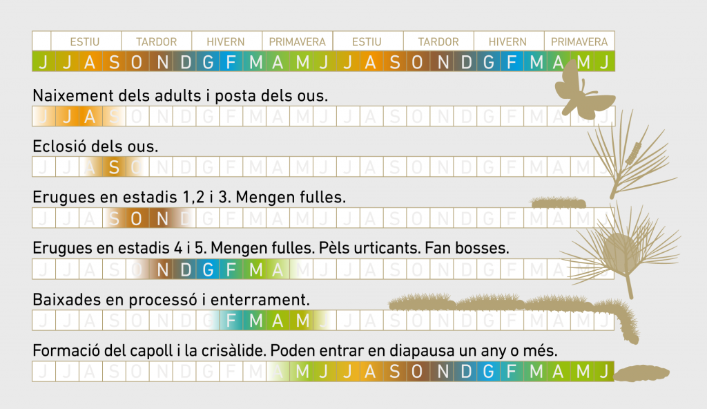 Cicle habitual de la processionària del pi. Font: AlertaForestal. 

 