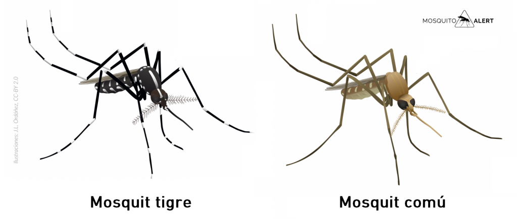 Compració del mosquit tigre i el mosquit comú. Font: Mosquito Alert