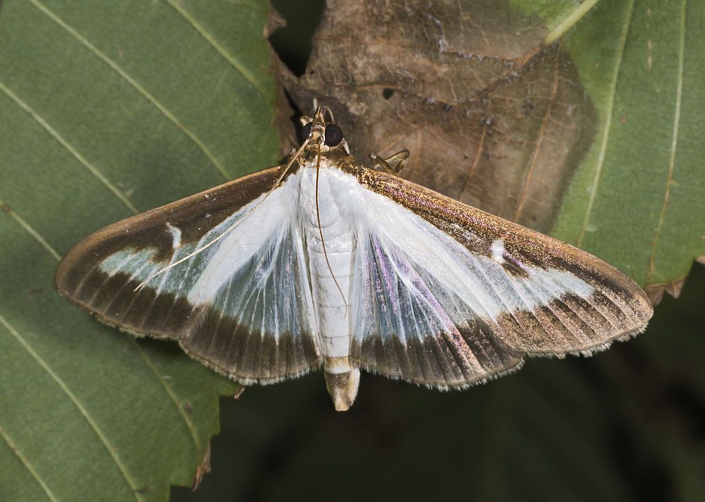 Cydalima perspectalis (papallona del boix): ha protagonitzat una expansió brutal en només 5-6 anys, afectant sobretot els boixos dels boscos catalans més humits. Foto: Didier Descouens, via Wikimedia Commons.