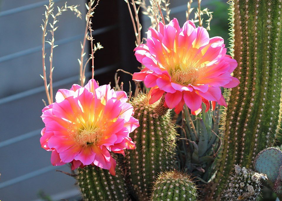 Cactàcies del gènere Echinopsis, una espècie amb una gran capacitat de colonització del territori i de control difícil. Foto: Renee Grayson, via Wikimedia Commons.