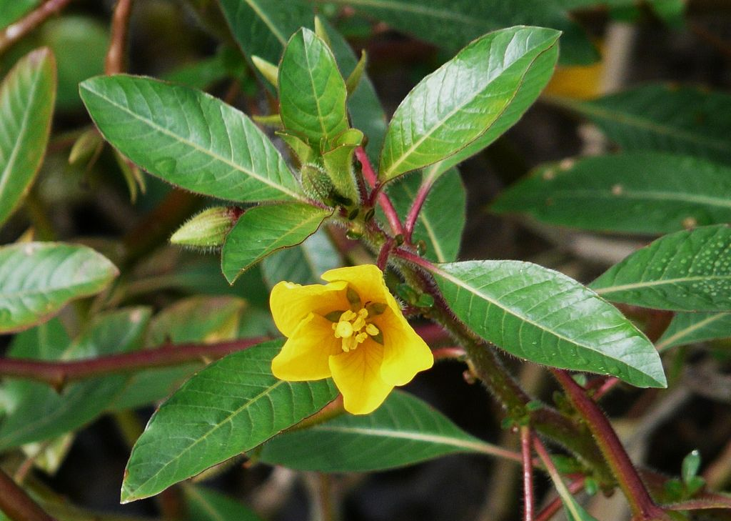 Ludwigia peploides: s’està expandint pels rius metropolitans. Foto: Père Igor, via Wikimedia Commons.