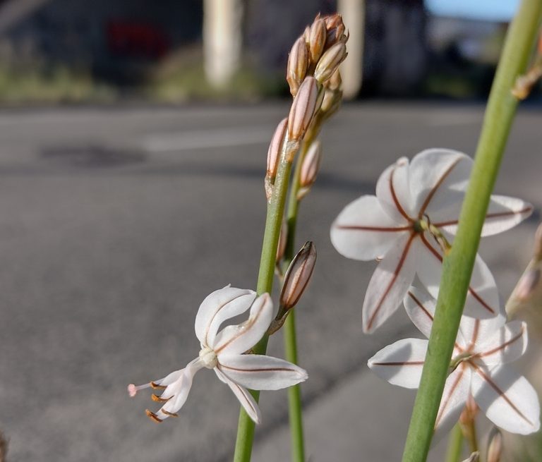 Una porrassina que ha començat a florir el 23 de desembre a Barcelona. Ha avançat la seva floració uns 2 mesos. Font: Jordi López-Pujol. 