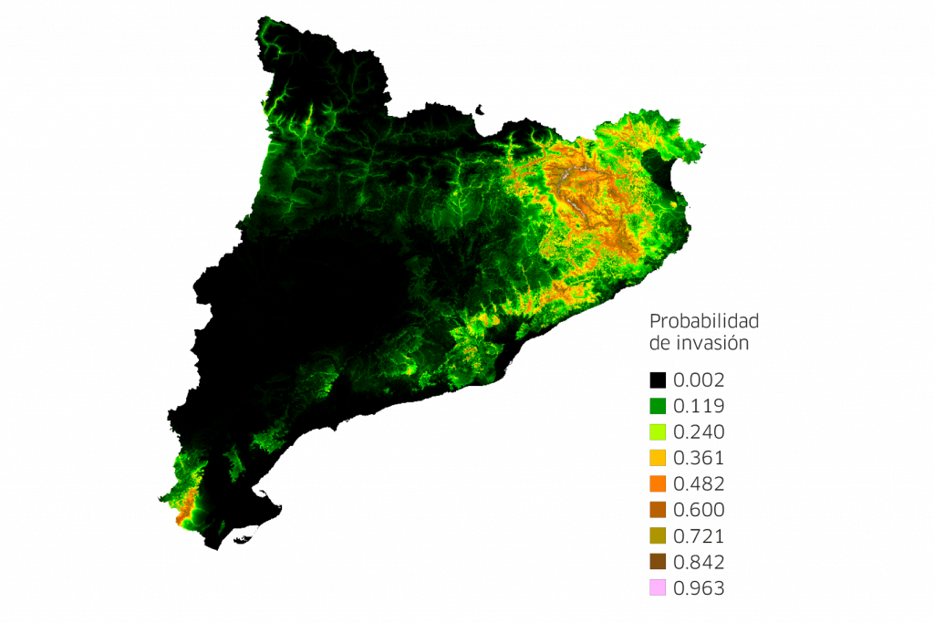 Mapa de riesgo (probabilidad) de invasión de la avispa asiática (Vespa velutina) en Catalunya. Fuente: EXOCAT.