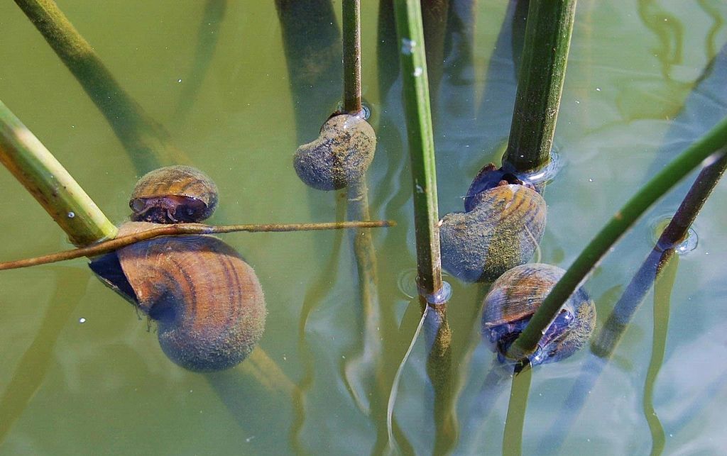 Cargol poma (Pomacea maculata), invasora localitzada al delta de l'Ebre. Foto: Jess Van Dyke, Wikimedia Commons.