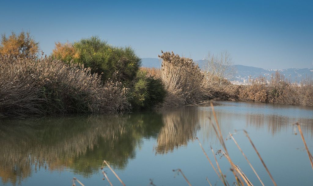 Humedales del delta del Llobregat. Fuente: Damaqu (Wikimedia Commons).