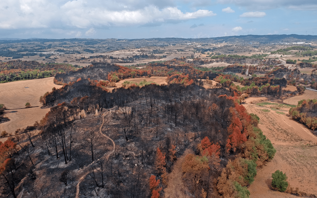 Consecuencias de los incendios forestales. Foto: Lluís Brotons.