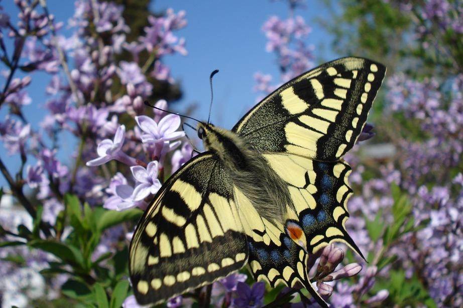 Papilio machaon. Foto: A. Arrizabalaga