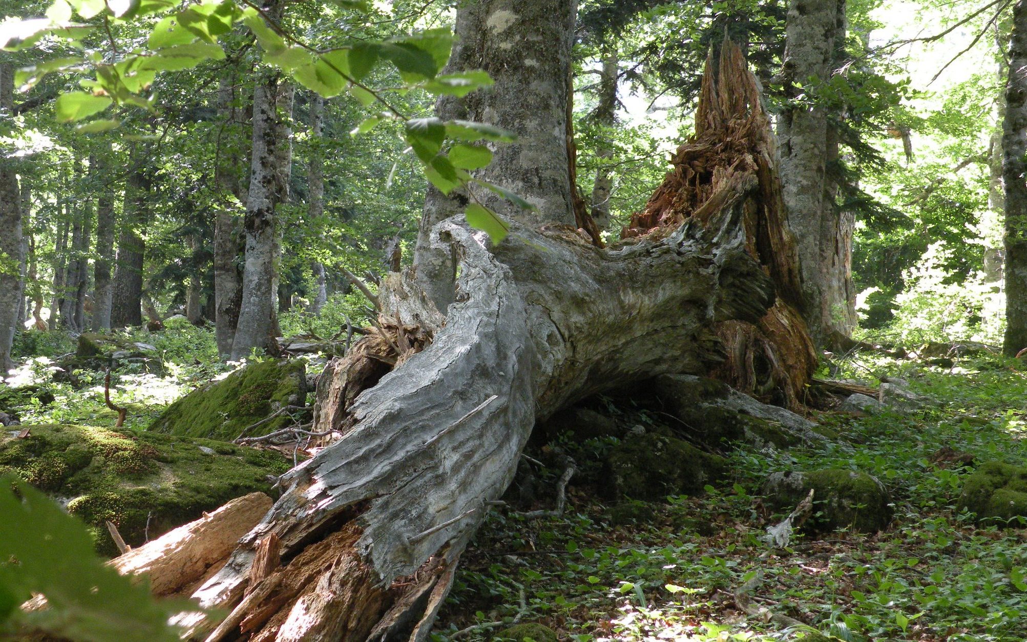 Retaining some deadwood in forests helps to keep them in good health and make them more resistant to climate change. Photo: Lluís Comas.