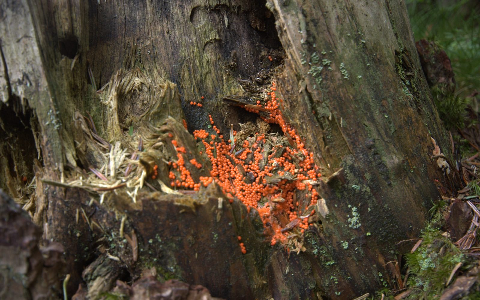 Retaining some deadwood in forests helps to keep them in good health and make them more resistant to climate change. Photo: Lluís Comas.