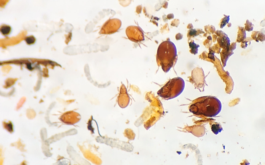 Individuos de diferentes especies de mesofauna extraídos de muestras de suelos forestales. Foto: Xavier Domene.