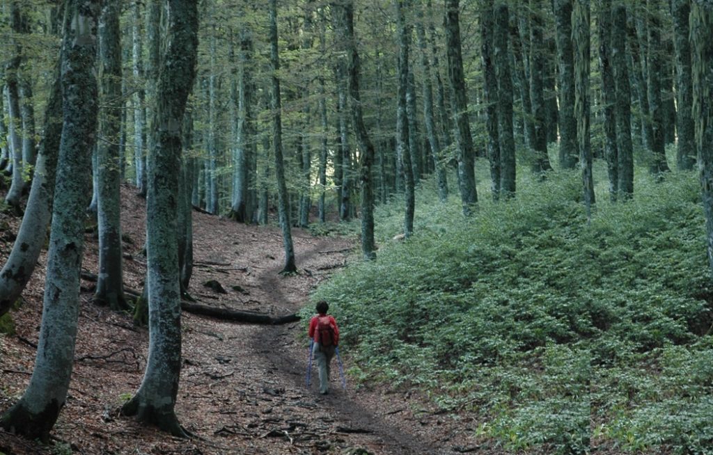 Forests, flora, fauna, water resources and protected natural areas are some biophysical systems threatened by climate change in the Pyrenees. Image: Frederic Planas.