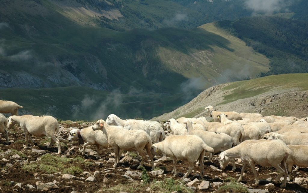 Life Pyrenees4Clima aims to recover pastoral production systems, recover agro-silvo-pastoral primary products and give value and adapt Pyrenean forests to climate change. Image: Frederic Planas.