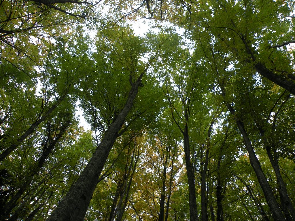 L'evidència científica demostra que, amb l'alçada els arbres van millorant la seva eficiència en l'ús de l'aigua. Foto: Lluís Comas.