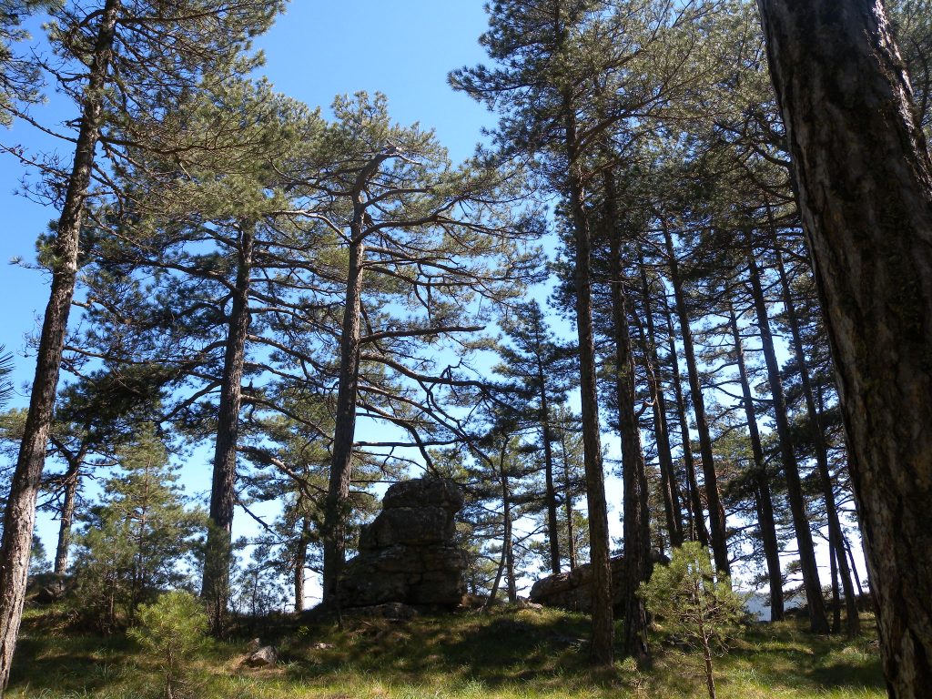 Mentre els arbres creixen van fent reajustaments estructurals i funcionals que minimitzen la formació d’embòlies en el seu sistema circulatori i el risc de mort per inanició, les dues complicacions més usuals que viuen els arbres. Foto: Lluis Comas.