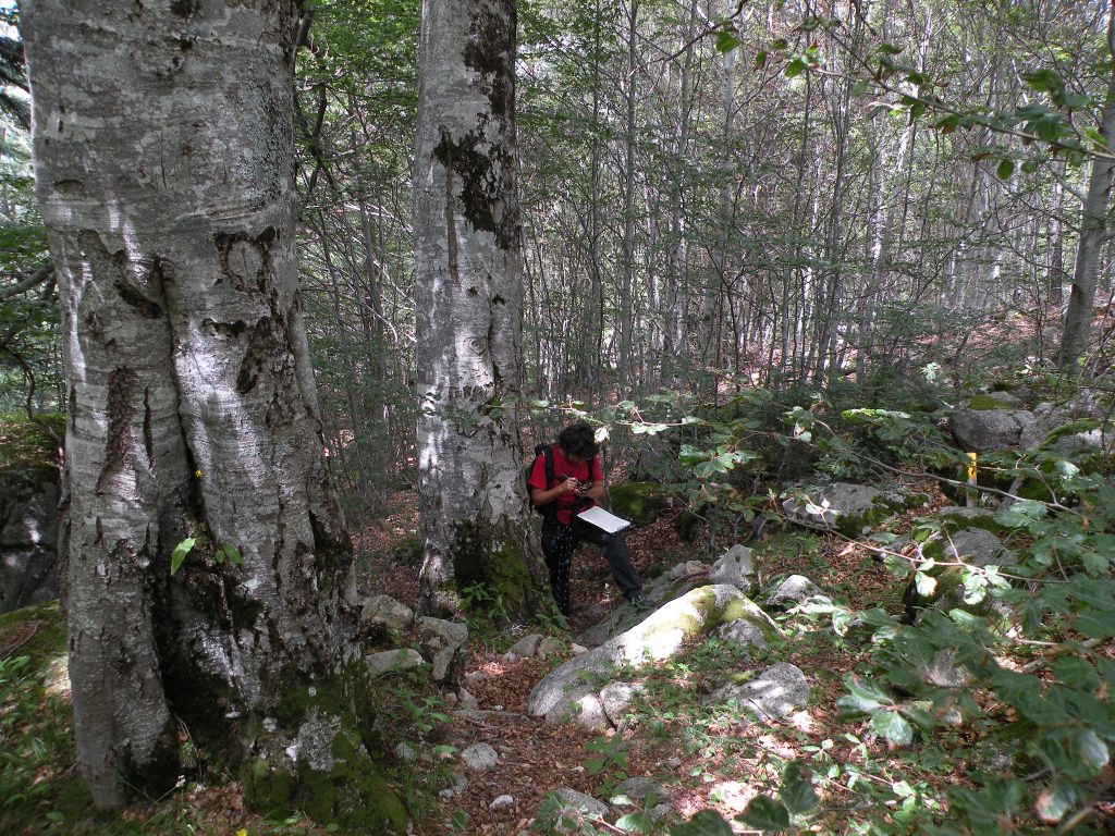 En episodis de sequera, si veiem arbres amb fulles marrons, o que els cauen les fulles, pot ser degut a diversos motius. Foto: Lluís Comas.