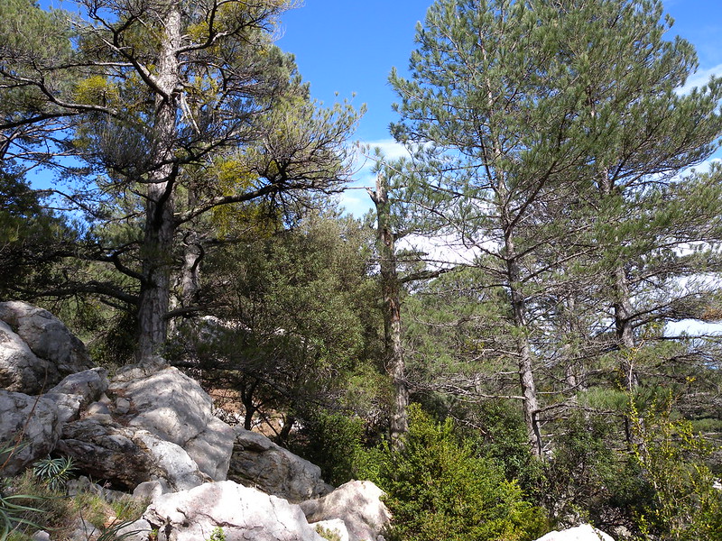 El ámbito de conocimiento de William Anderegg y su grupo de investigación examina la interacción entre el cambio climático y la ecología vegetal, desde la escala de las células hasta los bosques. Foto: Lluís Comas.