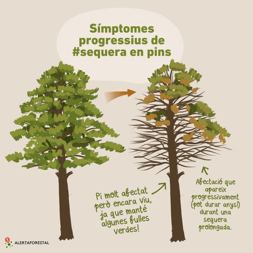 Simptomes progressius de sequera en pins. Imatge: Laura Fraile.