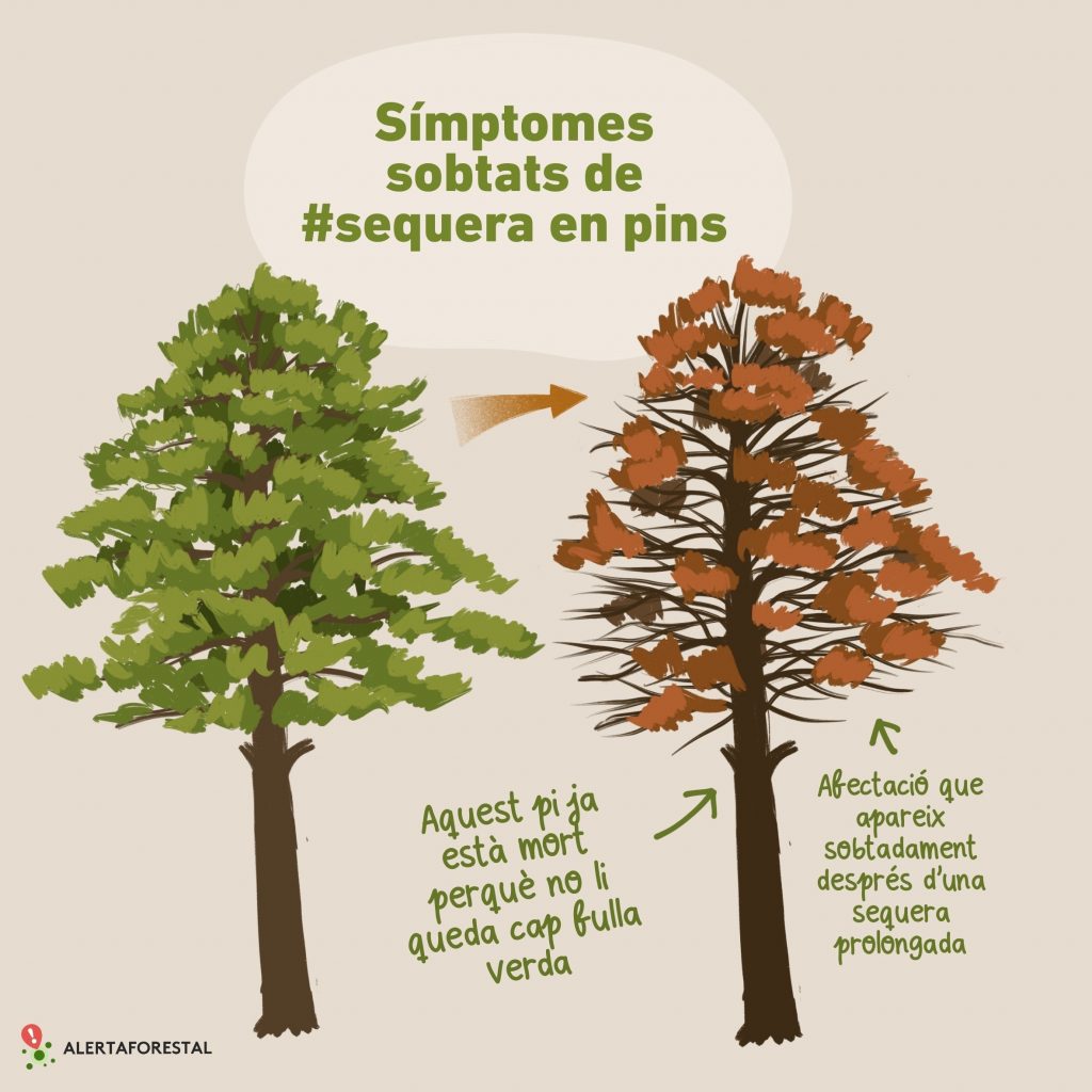 Simptomes sobtats de sequera en pins. Imatge: Laura Fraile.