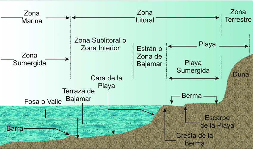 The main difference between dunes and berms is that the former are formed by the wind along the beach, and tend to be higher, while the berms are like sand shelves that come closer to the sea line. In the interior of the sea we can also find certain linear ridges of sand, the bars, which are generated parallel to the coast. Source: Silva, Rodolfo & Martínez, M. & Moreno, Patricia & Mendoza, Edgar & López-Portillo, Jorge & Lithgow, Debora & Vazquez, Gabriela & Martínez, Rubí & Ibarra, Roberto. (2018). (2018). General aspects of the coastal zone. 