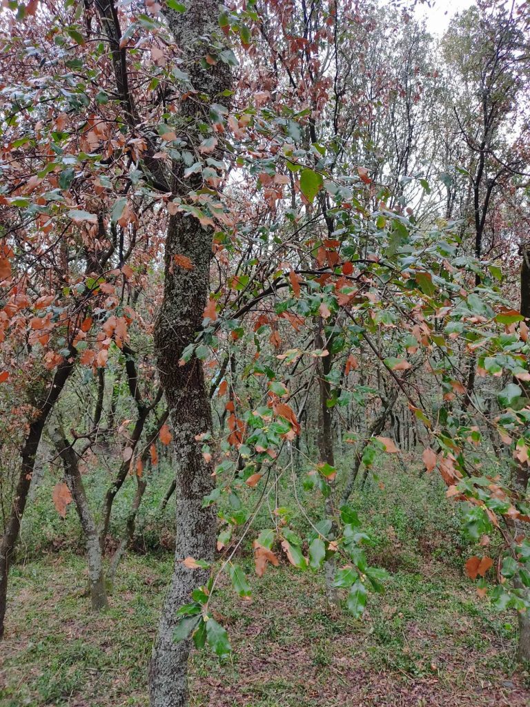 Una alzina rebrotant al Montseny després de les pluges de maig. Font: Mireia Banqué.