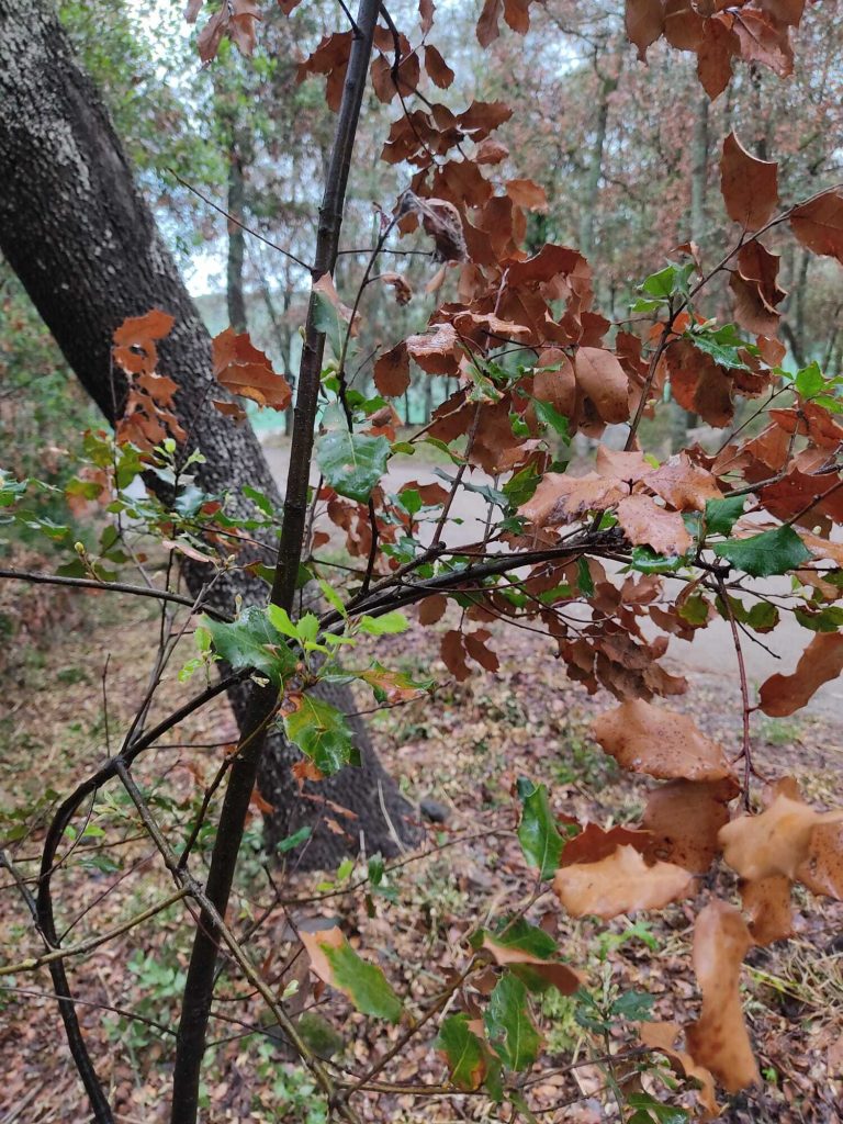 Una alzina rebrotant al Montseny després de les pluges de maig. Font: Mireia Banqué.