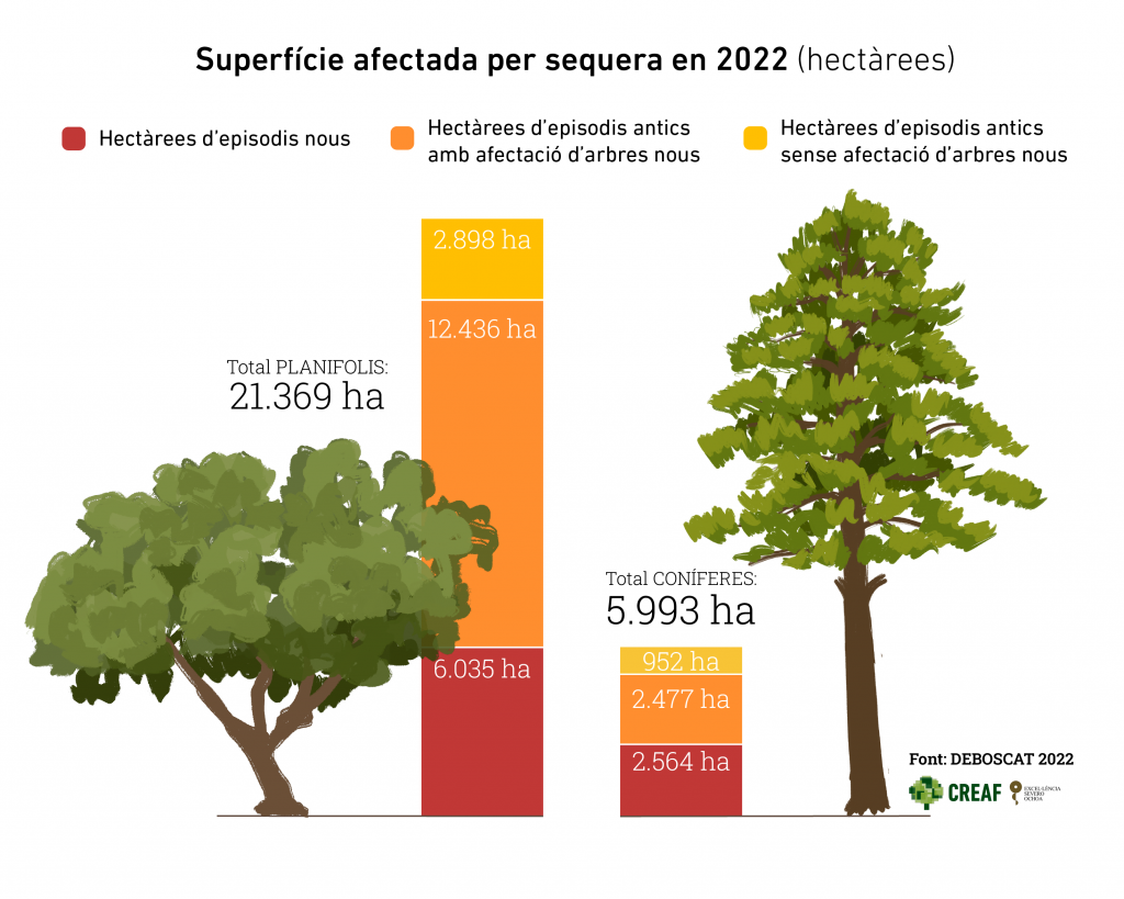 Superfície afectada per sequera en 2022 (hectàrees) per arbres planifolis i coníferes. Gràfic: Mireia Banqué. Font: DeBosCat2022.