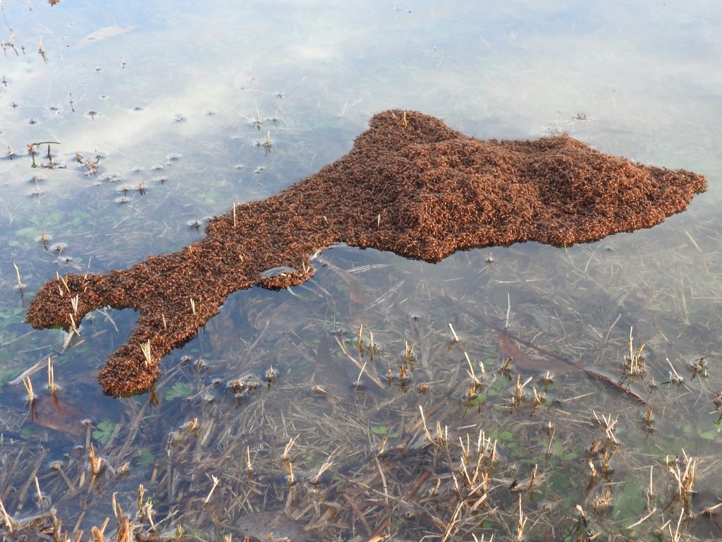 Floating island made of S. invicta living ants, a strategy to survive floods. Some rights reserved CC-BY 4.0 , credit to Sam Kieschnick. 