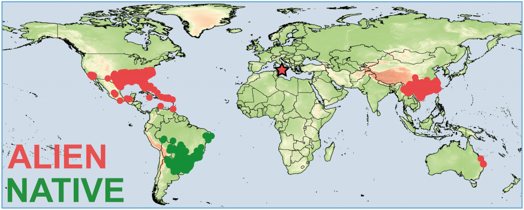 Distribution map of S. invicta created by Mattia Menchettia, published in Current Biology. 