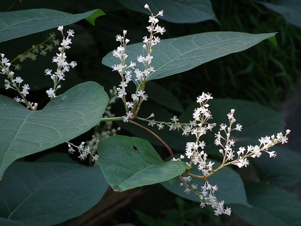 Espècie Reynoutria × bohemica. Autoria: CC0, via Wikimedia Commons.