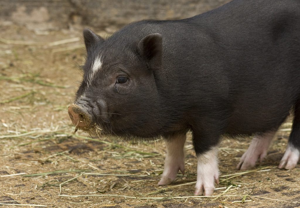 A domestic Vietnamese pig. Photo: public domain.