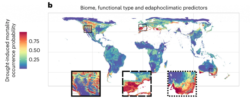 Probabilidad de ocurrencia de mortalidad inducida por sequía en los bosques del mundo utilizando un modelo de predicción. Fuente: Sanchez-Martinez, P. (2023).