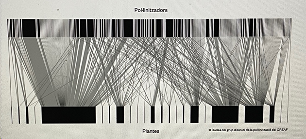 La xarxa de la vida és immensament complexa. La figura mostra les relacions entre 24 plantes d’una brolla mediterrània del Garraf i els insectes que les pol·linit-zen. L’estudi de Sara Reverté troba que aquests insectes pertanyen a 169 espècies diferents! L’amplada de les bandes indica la freqüència d’interacció entre una planta i un insecte concrets. No totes les interaccions són igualment importants, però la riquesa de possibilitats dona estabilitat al sistema: si canvien les condicions ambientals, una relació que era important pot ser-ho menys i una que no n’era gaire esdevenir-ne molt. En el sistema hi ha molts més elements no inclosos en aquest estudi: animals que mengen plantes i dispersen llavors, animals, fongs i microbis que s’alimenten de restes al sòl, i un molt llarg etc. Les plantes poden competir entre elles per l’aigua, la llum o els nutrients; els animals, entre ells de moltes maneres. I la xarxa de la brolla està connectada a la d’altres ecosistemes veïns. Tot això, i la varietat genètica de cadascuna de les espècies, i la relació d’aquesta comunitat amb les veïnes en el paisatge, formen la biodiversitat. Aquesta figura, del Grup de Pol·linització del CREAF, va ser inclosa a Terradas (2019).