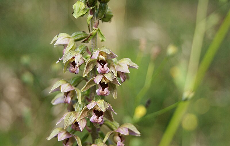 Epipactis helleborine. Autoría: SONY DSC.