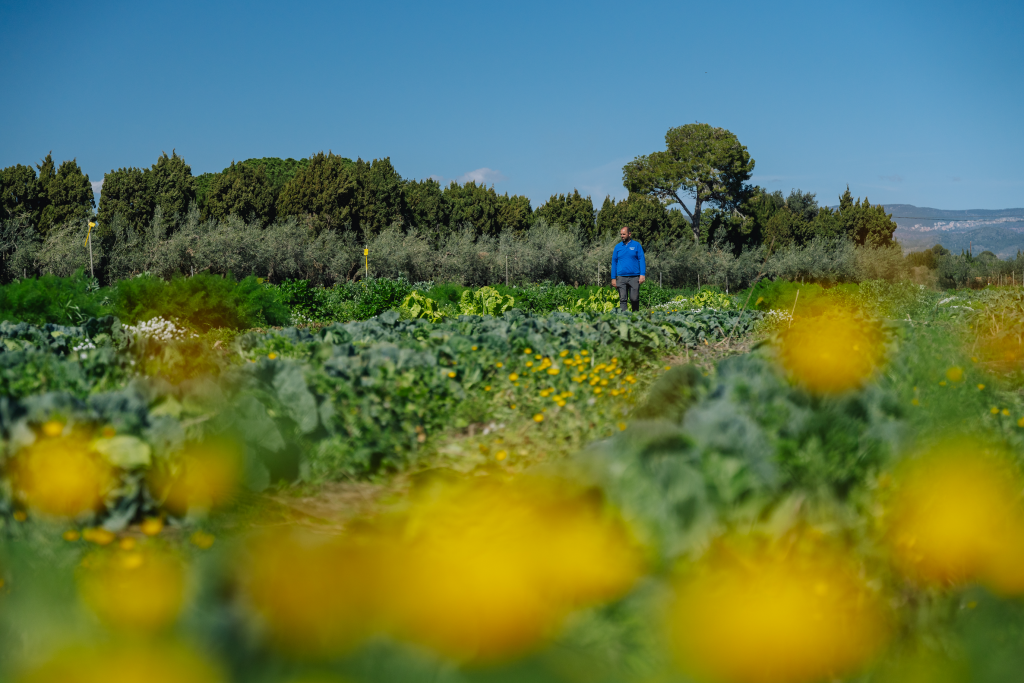 La plantació de flors entre els conreus pot afavorir la capacitat del sòl d’emmagatzemar aigua i CO2, així com augmentar la quantitat de matèria orgànica i la biodiversitat associada, com ho demostren a VerdCamp Fruits. Autor: Galdric Mossoll