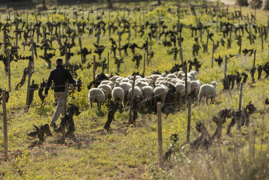 Pastura d’ovelles a la finca de viticultura regenerativa de Mas la Plana. Autoria: Família Torres