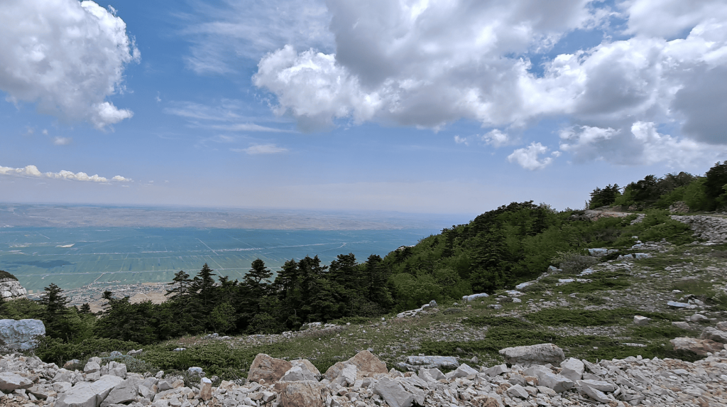 Un bosque del noroeste de Siria. Imagen: Angham Daiyoub.