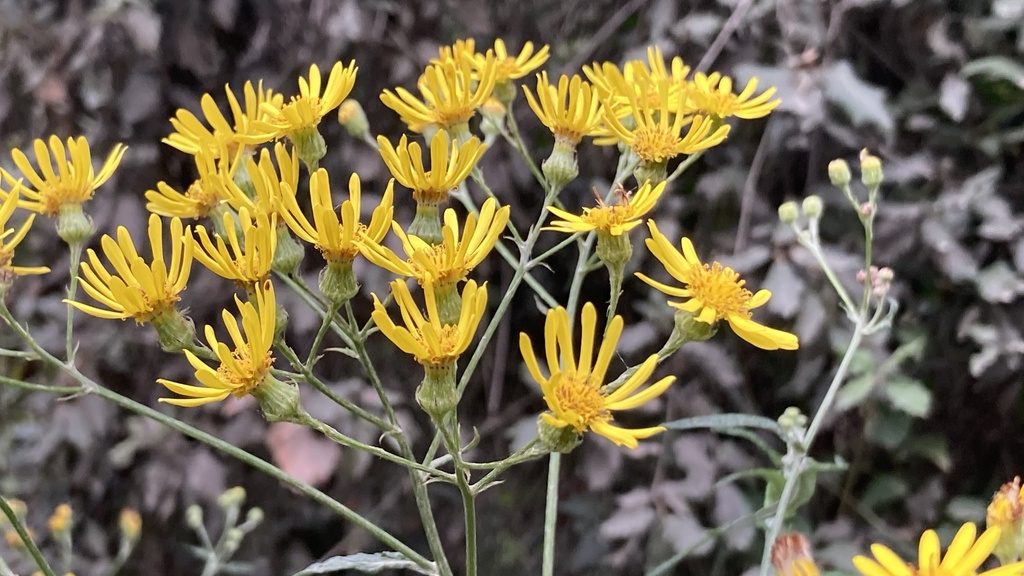 Senecio pterophorus. Autoria: Marc Riera, CREAF. 