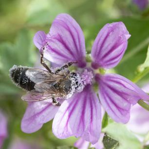 Malva sylvestris amb pol·linitzadors