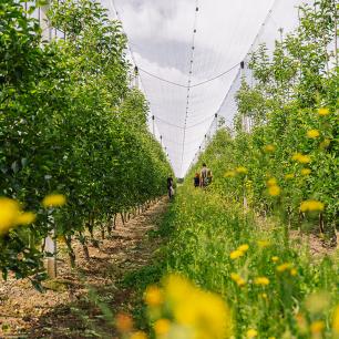 Cultiu d'agricultura regenerativa