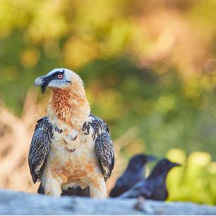 Trencalòs, Gypaetus barbatus. Imatge domini públic