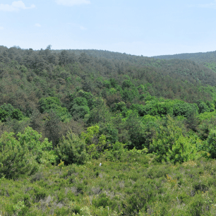 Bosc mediterrani CREAF