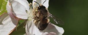 Abella pol·linitzant una flor d'ametller