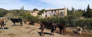 Vaques en una pastura de bosc