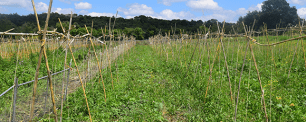 Huerto de agricultura regenerativa